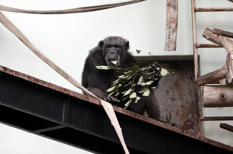 27歳のチンパンジー 引っ越しを迫られた動物園の切実な事情 | 毎日新聞