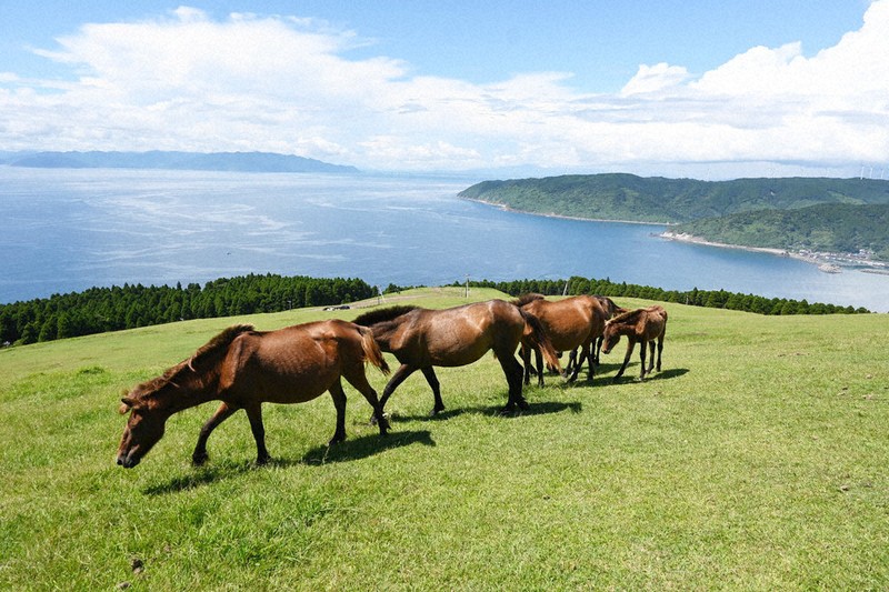 宮崎のイチオシ風景 野生の在来馬「御崎馬」 106頭が暮らす都井岬