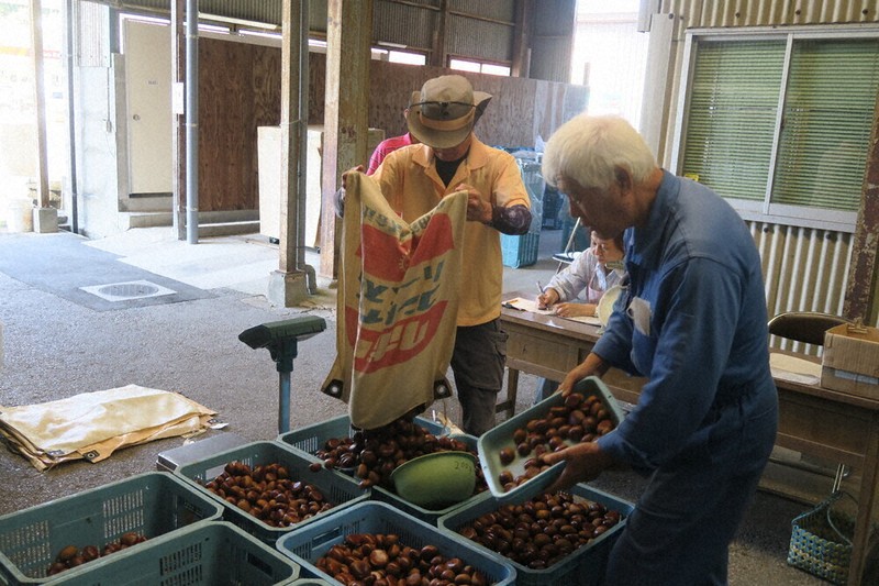 厚保くり」出荷本格化 ／山口 | 毎日新聞