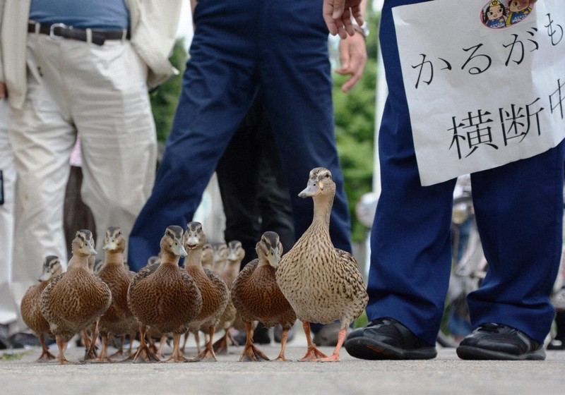 京都・鴨川の風物詩「カモのお引っ越し」、今年は姿なく 一体何が