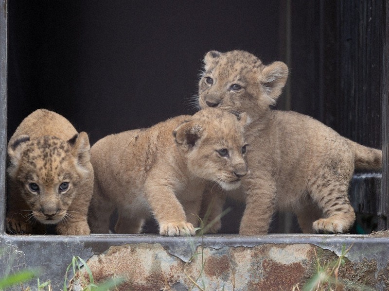 三つ子の赤ちゃんライオン、お披露目開始 愛知・のんほいパーク | 毎日新聞