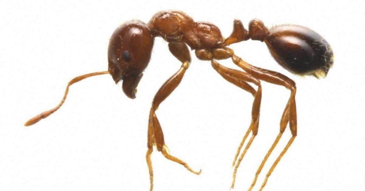 Over 10,000 invasive fire ants found at Tokyo port, largest discovery since 2017