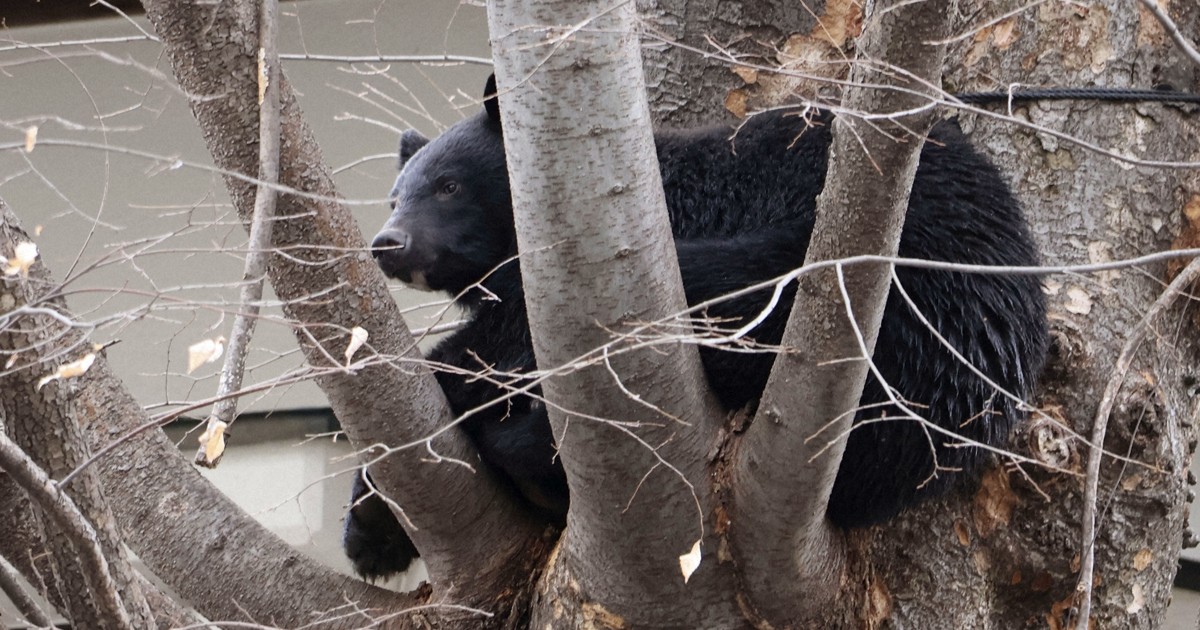 Rising bear attacks in Japan prompt new shooting rules, but hunters dwindle