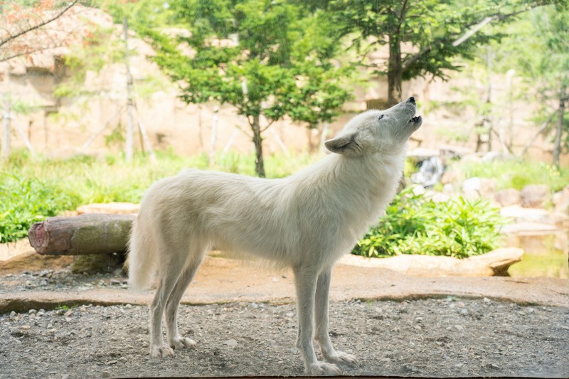 ホッキョクオオカミの雄「アザリー」死ぬ 栃木・那須どうぶつ王国