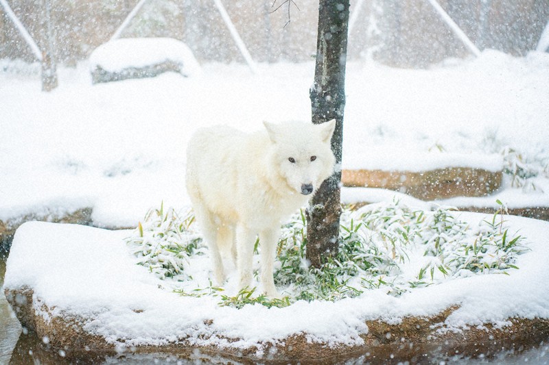【美品】那須どうぶつ王国 ひざおおかみ ホッキョクオオカミ 中型 美品】那須どうぶつ王国 ひざおおかみ ホッキョクオオカミ 中型 ひざ