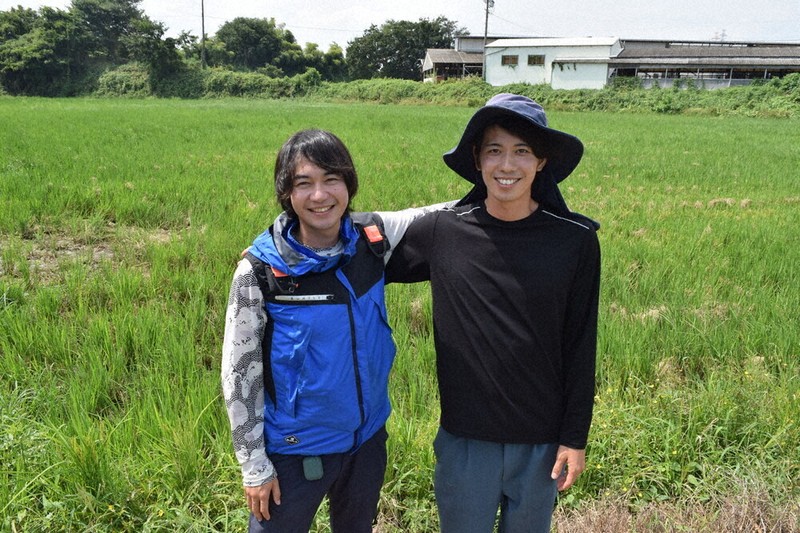 再生二期作」実りたわわ 温暖化利用、味「コシヒカリと遜色ない