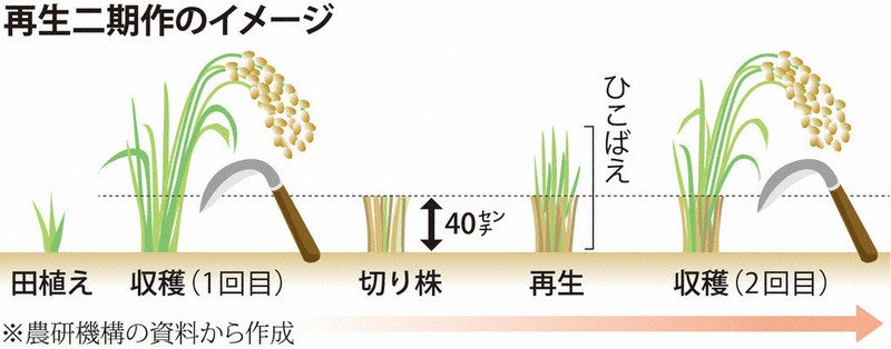 再生二期作」実りたわわ 温暖化利用、味「コシヒカリと遜色ない