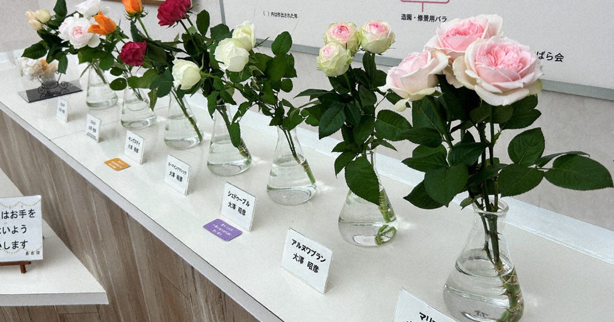 バラ600種7000本、見ごろ迎え あすからフェスタ 販売も 前橋 ／群馬