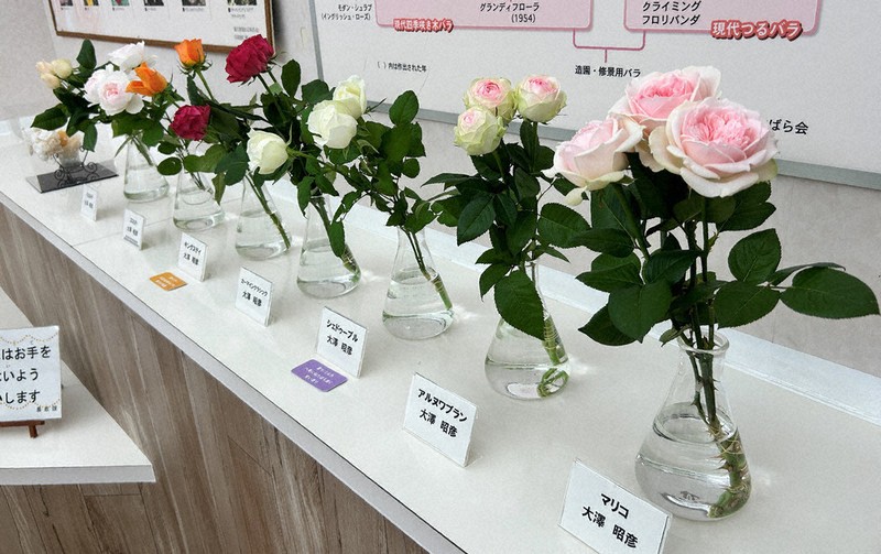 バラ600種7000本、見ごろ迎え あすからフェスタ 販売も 前橋 ／群馬