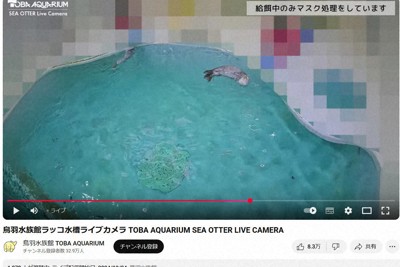 海獺「梅」22歲生日 享用松葉蟹蛋糕萌樣融化眾人