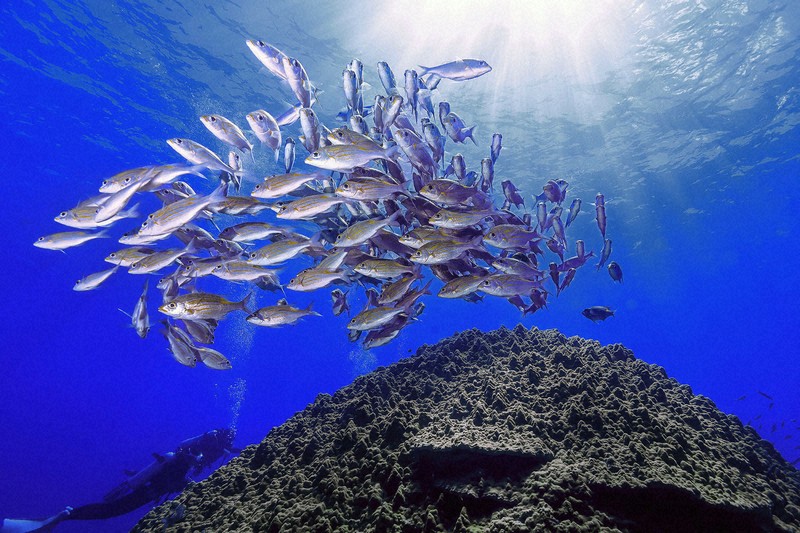 水中写真連載 So Blue：神々しいハマサンゴに泳ぎの舞を奉納する