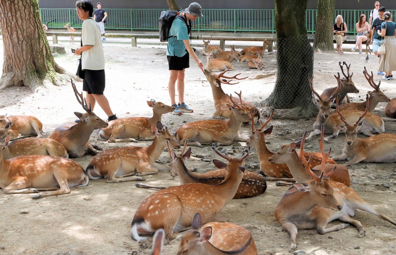 奈良公園鹿隻數量連兩年創新高,專家憂不當餵食影響生態