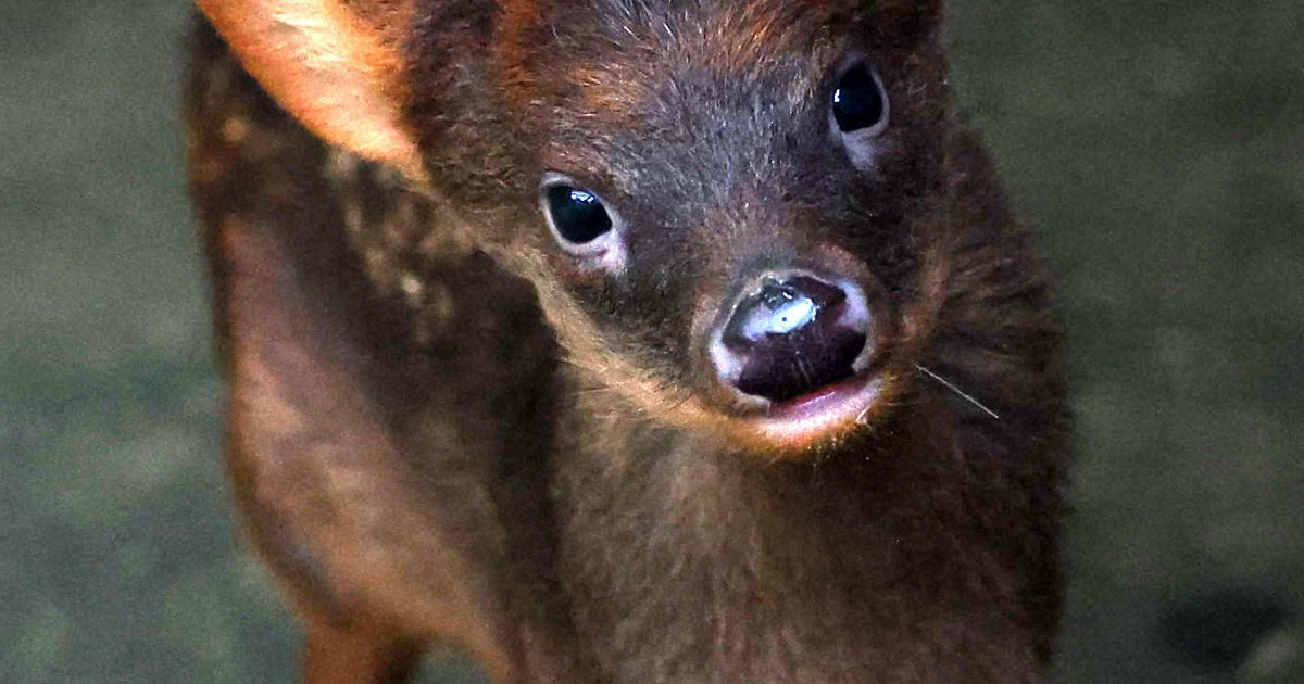 「世界最小」のシカ　プーズーの赤ちゃん誕生　神戸どうぶつ王国