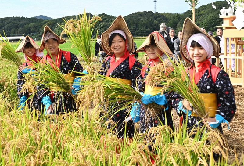 小倉城大鏡餅」用のもち米収穫する神事 稲刈り体験には380人 | 毎日新聞