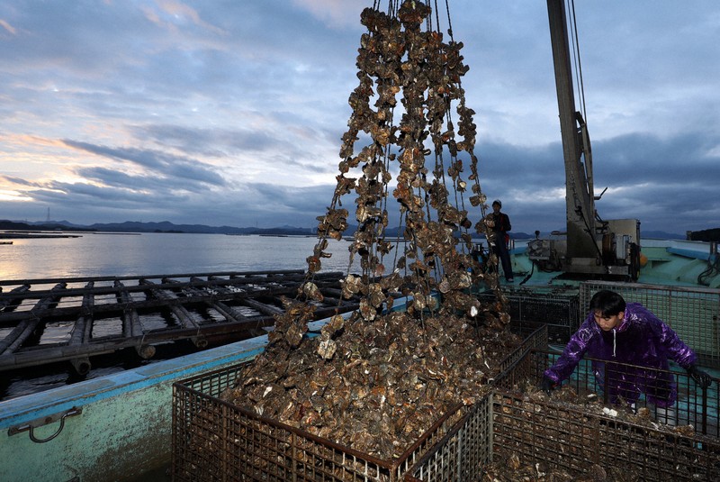 広島で養殖カキの水揚げ始まる 猛暑で例年より遅く [写真特集1/21