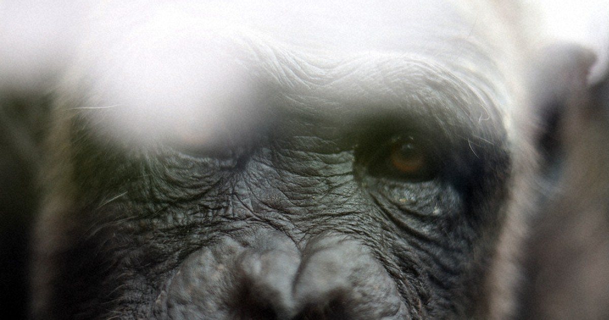 ナナ27歳、貴重さ故の転居 広島のチンパンジー、血統残すため東京へ