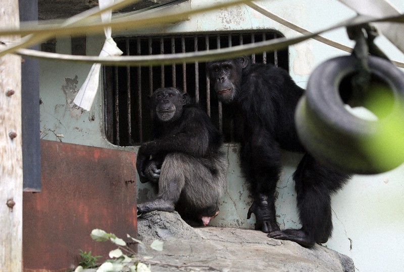 ナナ27歳、貴重さ故の転居 広島のチンパンジー、血統残すため東京へ