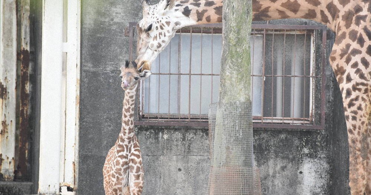 キリン様　御確認用ページです。 トヨタ スターレット ランクル セラ ハイラックス の一部 純正品番確認