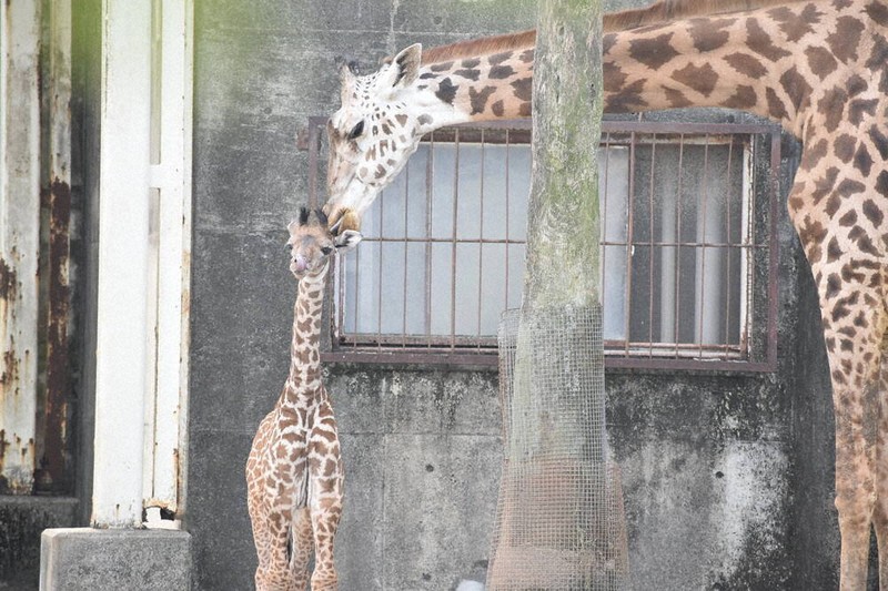 マサイキリンの赤ちゃん誕生 宮崎市フェニックス自然動物園 5候補から