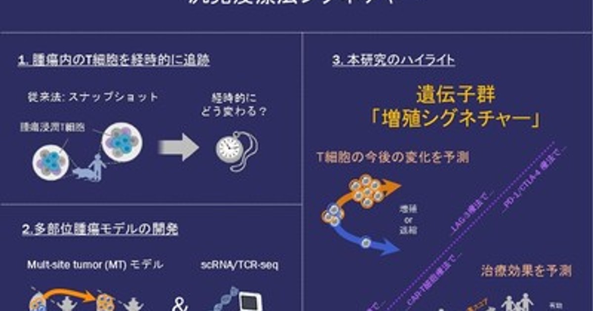 プレスリリース：がん免疫療法の治療効果の鍵を握るT細胞増殖を予測