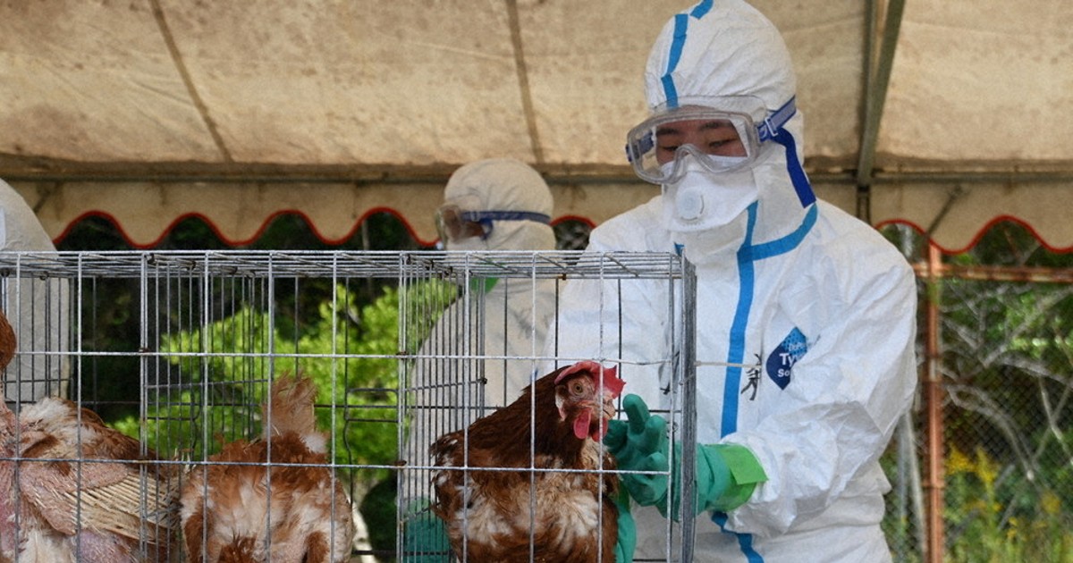 【おまとめ】【Bedtime】【Feeding the chickens】他２点 A genius chicken has been discovered that can drink water in a