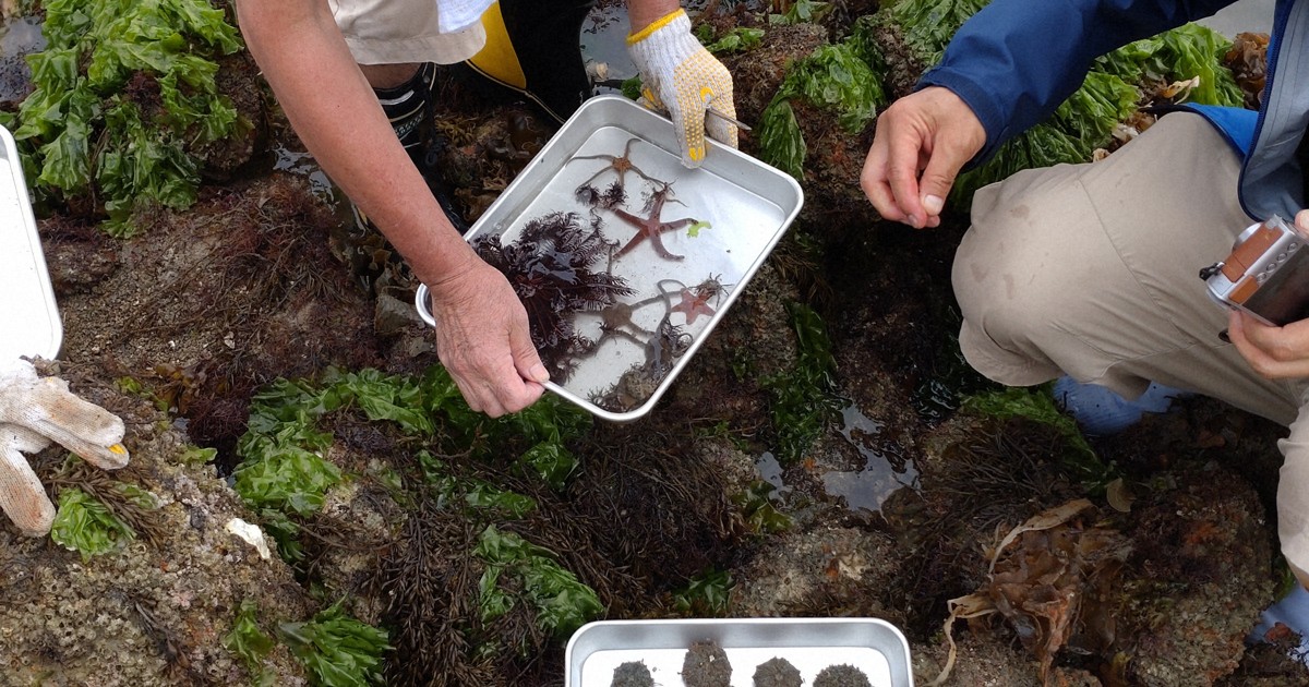 広島・呉の海岸生物、60年前より6～8割減 定点観測で確認 | 毎日新聞