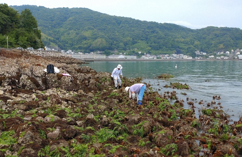 海岸生物が鳴らす静かな警鐘 60年間の定点調査から見えたもの | 毎日新聞