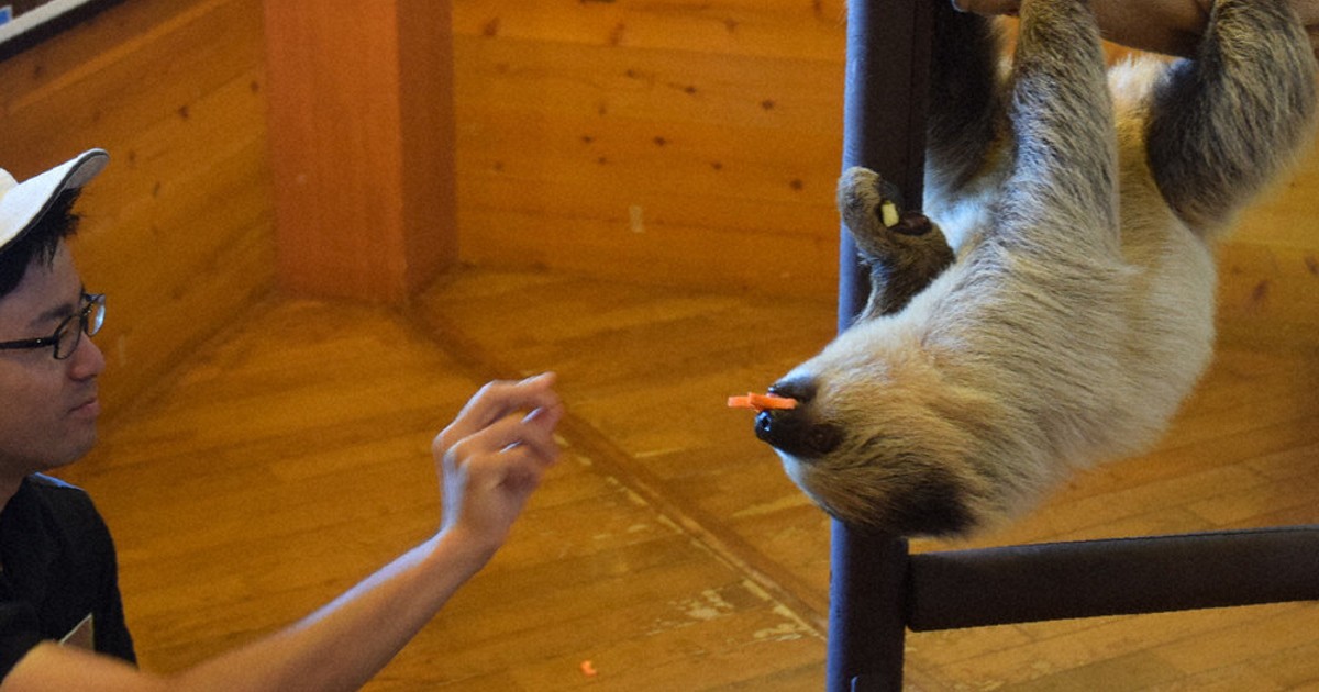 ニンジン、も～ぐもぐ ナマケモノデーでプレゼント 白浜・AW ／和歌山