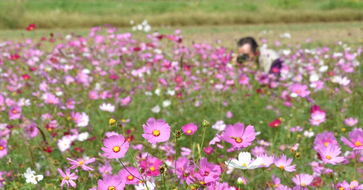 コスモス60万本 秋風に揺れ 上毛町の道の駅 しんよしとみ ／福岡