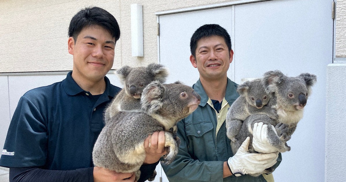 あすはコアラの日 人気者の生態学んで バックヤードも公開 鹿児島