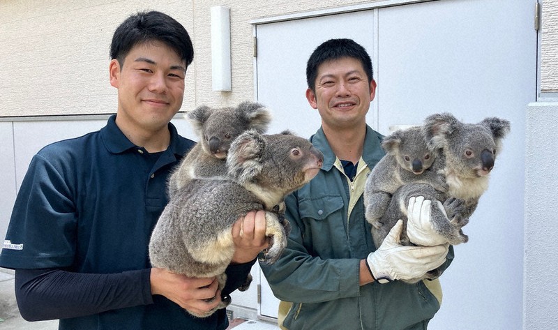 コアラ 6dc438f75116c0b50c34c4d4d1ce81