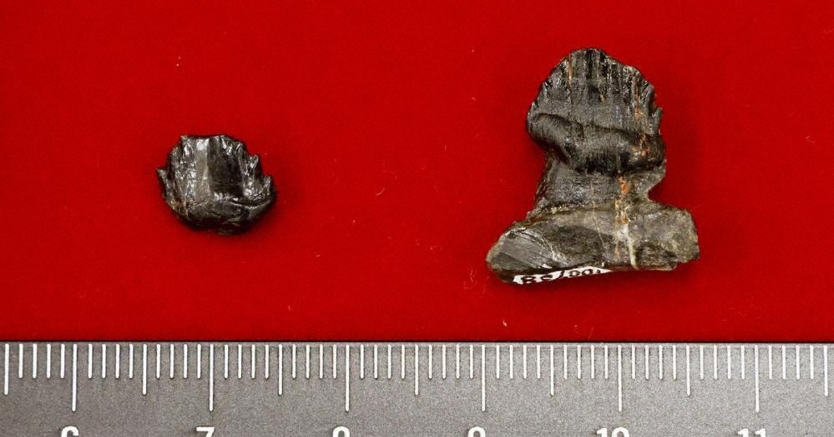 よろい竜、同時期に複数種か 長崎・8000万年前の歯の化石 | 毎日新聞