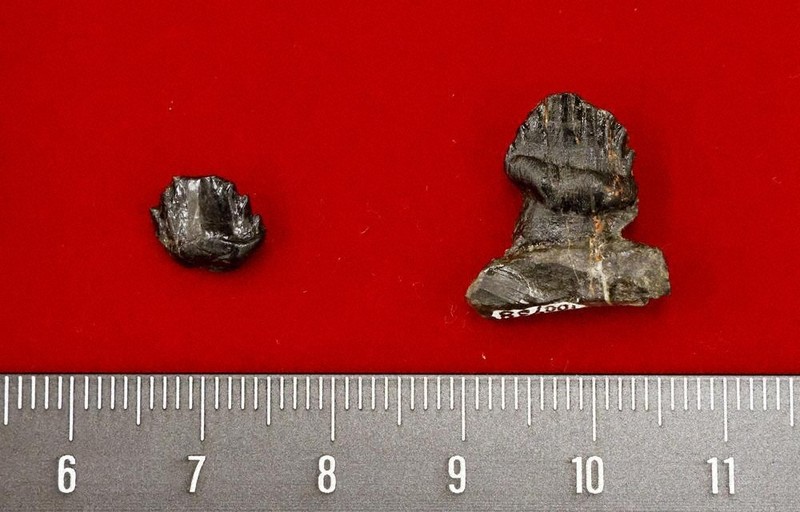 よろい竜、同時期に複数種か 長崎・8000万年前の歯の化石 | 毎日新聞