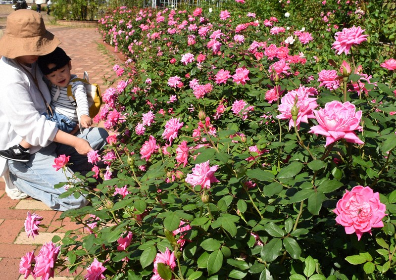 秋のバラフェア、色濃く香り濃厚 北九州のグリーンパークで見ごろ