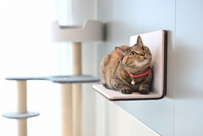 猫が移動できるステップや遊具が張り付けられるよう、壁の一部は磁石になっている＝相鉄不動産提供