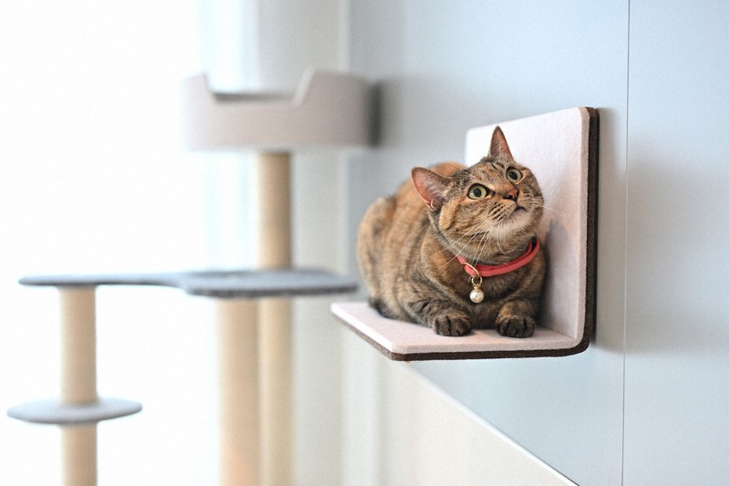 招かれざる客」今は昔 不動産業界の定説覆す“猫物件” | 毎日新聞