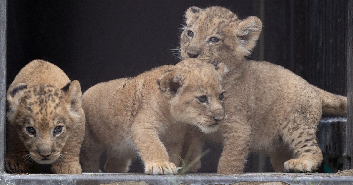 Easy Japanese news in translation: Lion triplets born at zoo in Aichi Prefecture