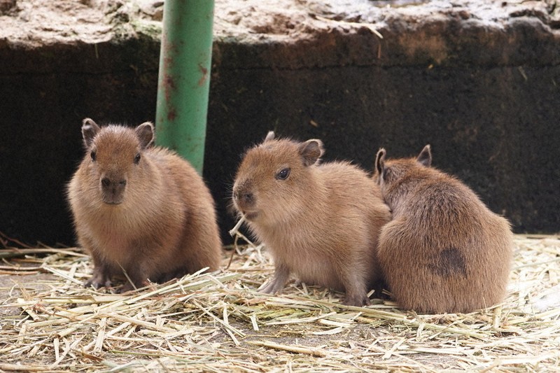 カピバラ、すくすく 伊豆アニマルキングダム ／静岡 | 毎日新聞