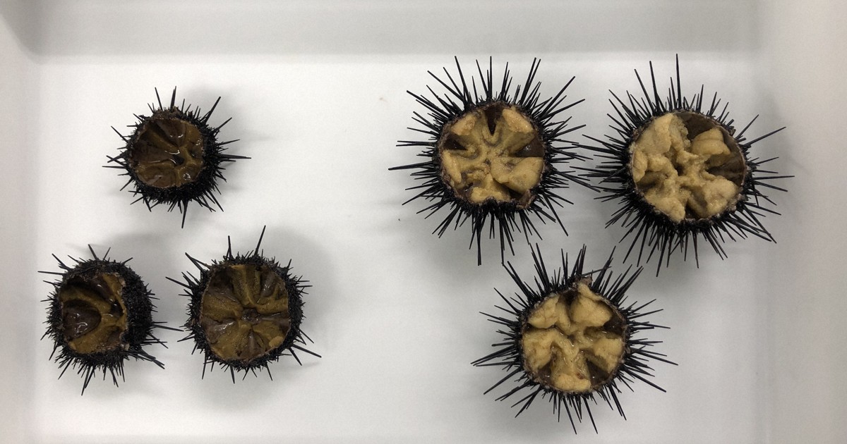 ガラサー用エサ　ウニ　
釣り　 常温品 ウニミンチ 釣り餌 えさ うに ウニ 磯 石鯛 1回のご注文は8個