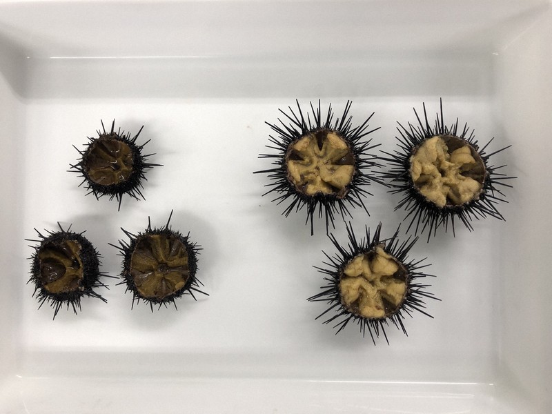 ガラサー用エサ　ウニ　
釣り　 安く高品質なウニ養殖に光 画期的なエサの秘密は靴にも使う新素材