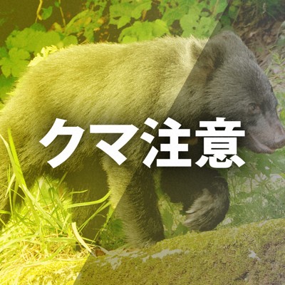 岩手県全域にクマ出没警報　1～3月の件数、過去5年の6倍