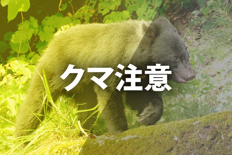 ヒグマが乳牛を襲撃か 北海道・標茶町 「OSO18」出没の隣町 | 毎日新聞