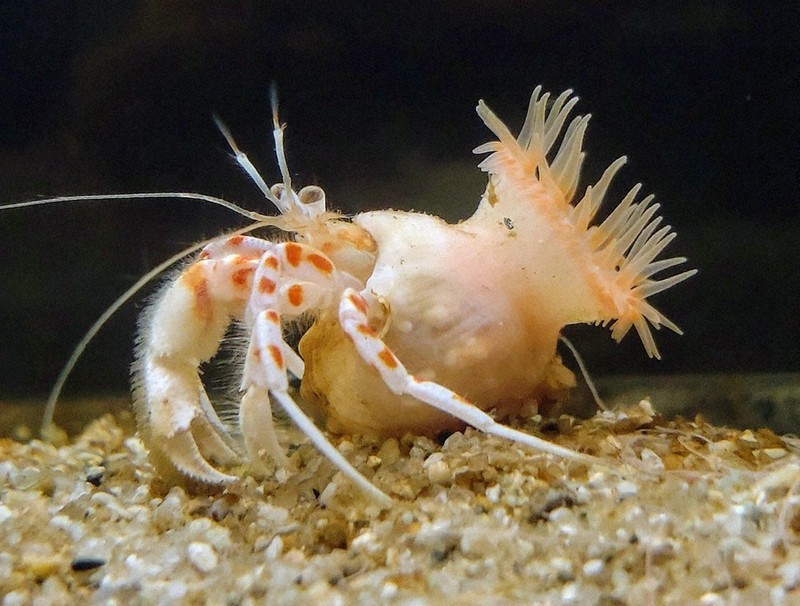 万葉集にちなみ「ツキソメ」と命名 新種のイソギンチャク 鳥羽水族館で