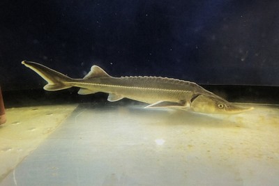 神津島村での繁殖を目指すコチョウザメ＝フジキン提供