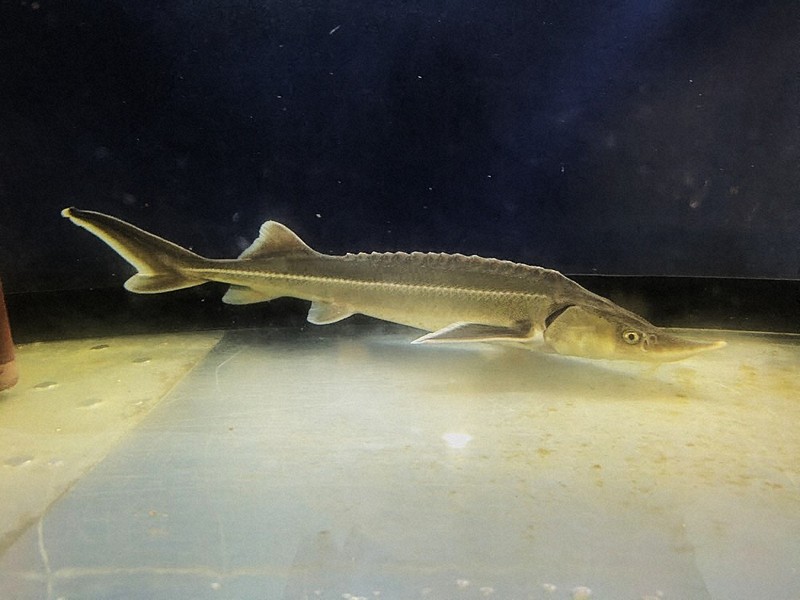 キャビアを東京の新たな特産品に イセエビ減り、コチョウザメに活路