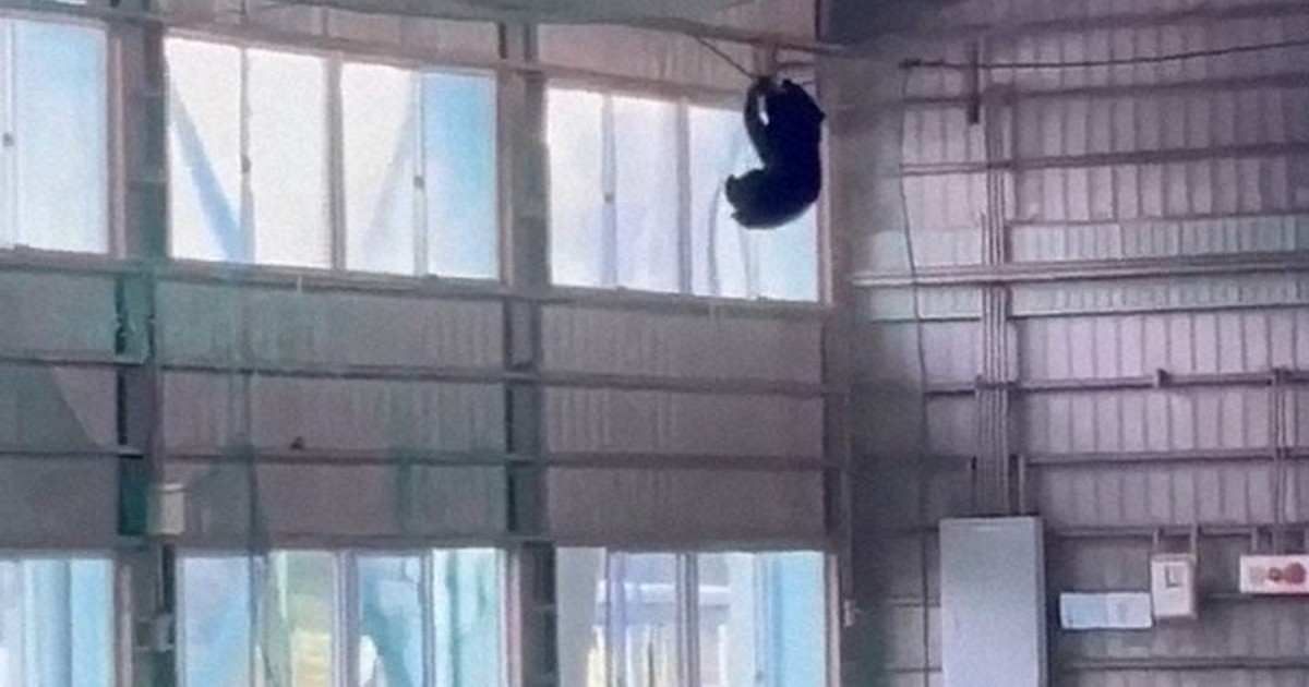 野球部屋内練習場のネットにぶら下がるクマ　東海大山形高で目撃