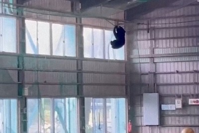 野球部屋内練習場のネットにぶら下がるクマ 東海大山形高で目撃