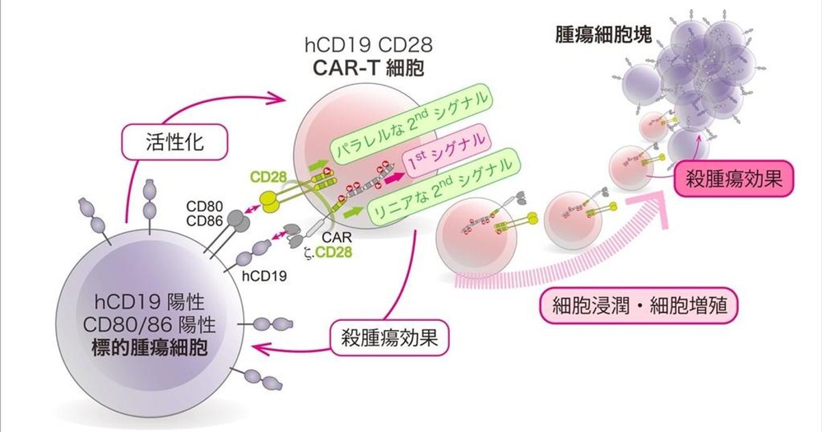 プレスリリース：［東京医科大学］第二世代CAR-T細胞の抗腫瘍