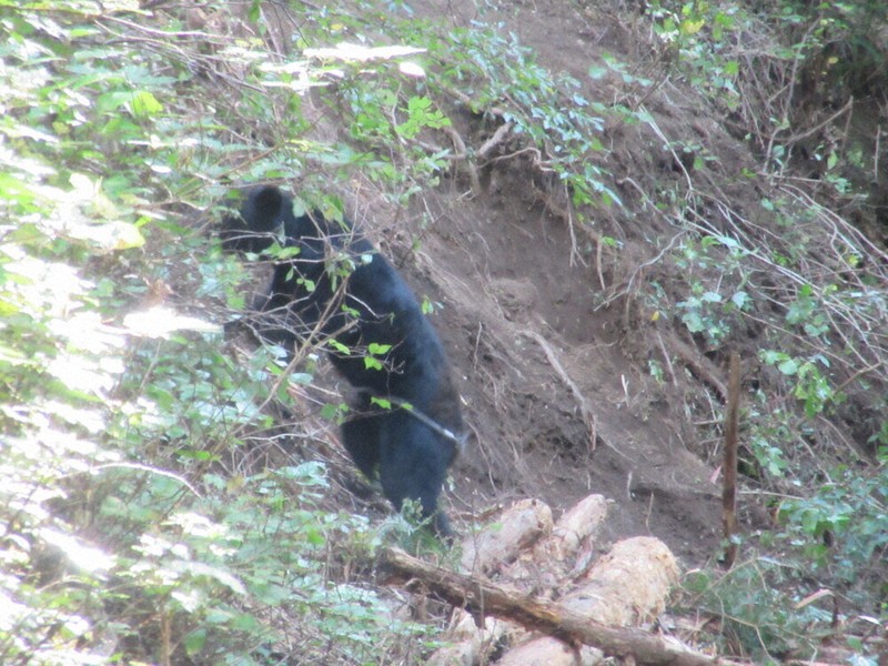 クマ1頭、駆除 新城の山林 けが人なし ／愛知 | 毎日新聞