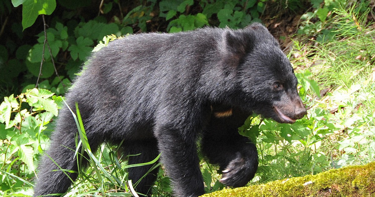 ＜1分で解説＞クマ対策にペットボトルのパコパコ音　教育委に通知